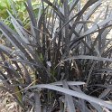 Ophiopogon planiscapus 'Nigrescens'